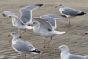 Herring Gull